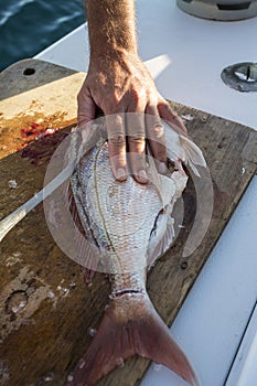 Fish Filleting