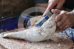 Fish filleting .