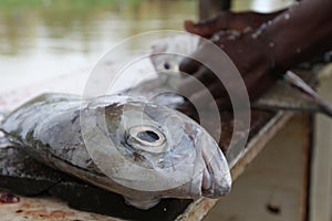 Fish Finally Freed for the Fish Fry