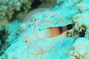 Fish - Fire goby