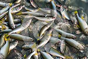 Fish. Fishes. Bank of fish in the sea and fish killed by climate change.