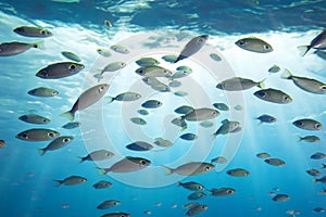 Fish. Fishes. Bank of fish in the sea and fish killed by climate change.