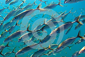 Fish. Fishes. Bank of fish in the sea and fish killed by climate change.