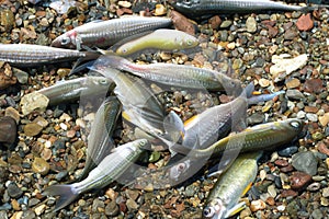 Fish. Fishes. Bank of fish in the sea and fish killed by climate change.