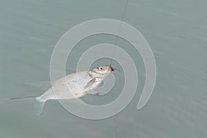 Fish with fishing line and hook lying on surface of water