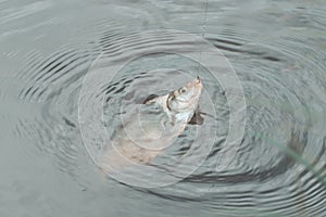 Fish with fishing line and hook on water surface