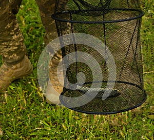 Fish in a fishing net. Freshly caught crucian carp