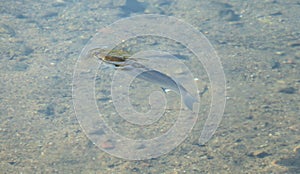 Fish flathead grey mullet mugil cephalus