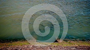 Fish flock near river water surface. School of fish swims in the river next to the sewer