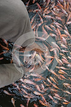 fish foot message therapy center in Galle, Sri Lanka.