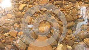 Fish in forest river background