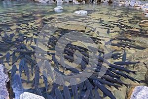 Fish in the forest waterfall