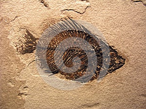 Fish Fossil