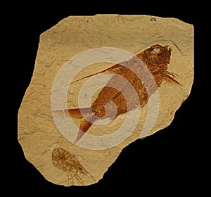 FISH FOSSIL