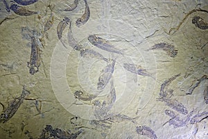 Fish fossil