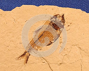 Fish Fossil Closeup
