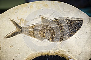 Fish fossil, extinct species print photo