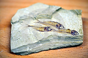 Fish fossil isolated on grey background.
