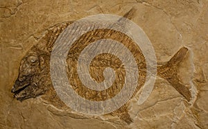 Fish Fossil