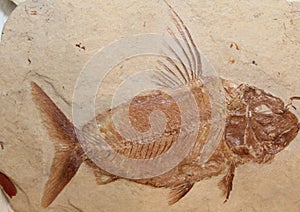 Fish Fossil