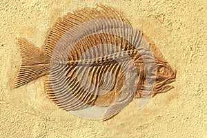 Fish fossil