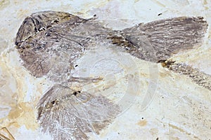 Fish fossile