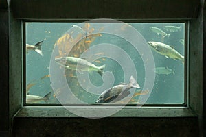 Fish in a frame in Seattle aquarium