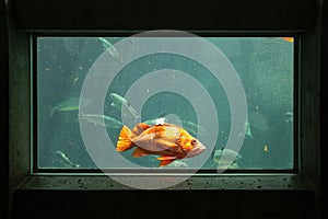 Fish in a frame in Seattle aquarium