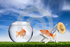 Fish freedom concept