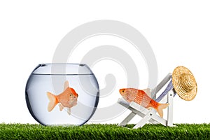 Fish freedom concept