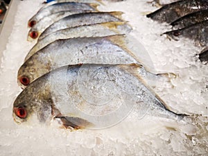 Fish fresh ice cooled in supermarket