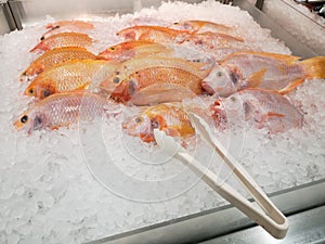 Fish fresh ice cooled in supermarket