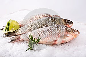 Fish fresh img