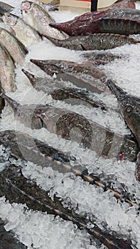 Fish fresh. raw sturgeon fish