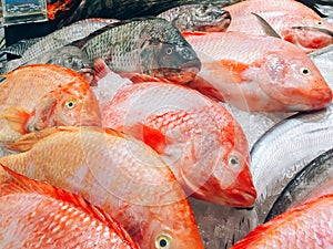 Fish fresh in the supermarket