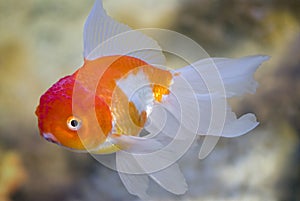 Fish in a fresh-water aquarium.