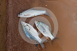 The fish,Freshwater fish,Java barb, Silver barb.