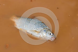 The fish,Freshwater fish,Java barb, Silver barb.