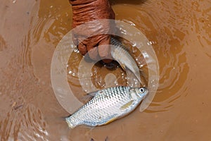 The fish,Freshwater fish,Java barb, Silver barb.
