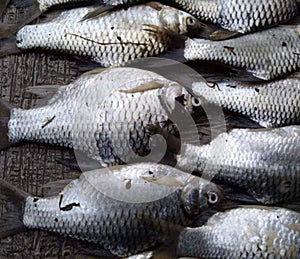 Fish freshwater tawes