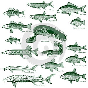 Fish freshwater vector 1