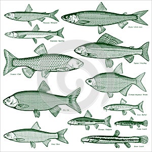 Fish freshwater vector 3