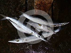 Fish fresly caught by artisanal Filipino fishermen