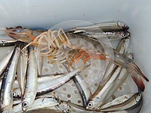Fish fry photo