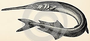 The fish - Garfish (Belone belone).