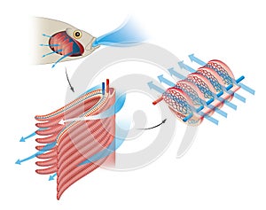 Fish gas exchange. Structure of Gills in Fishes. Respiration