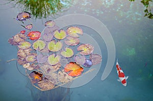 Fish and Giant Lily Pads