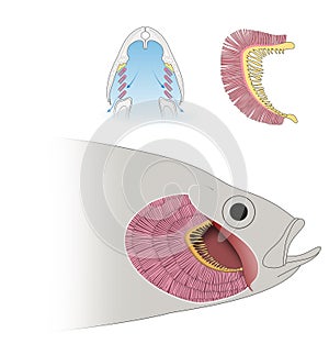 Struttura da il pesce un respirazione 