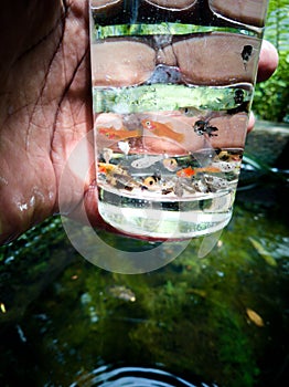 Fish in glass