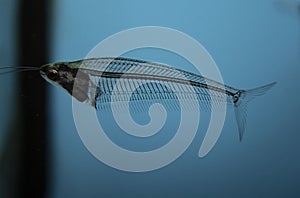 Fish glass catfish in freshwater aquarium